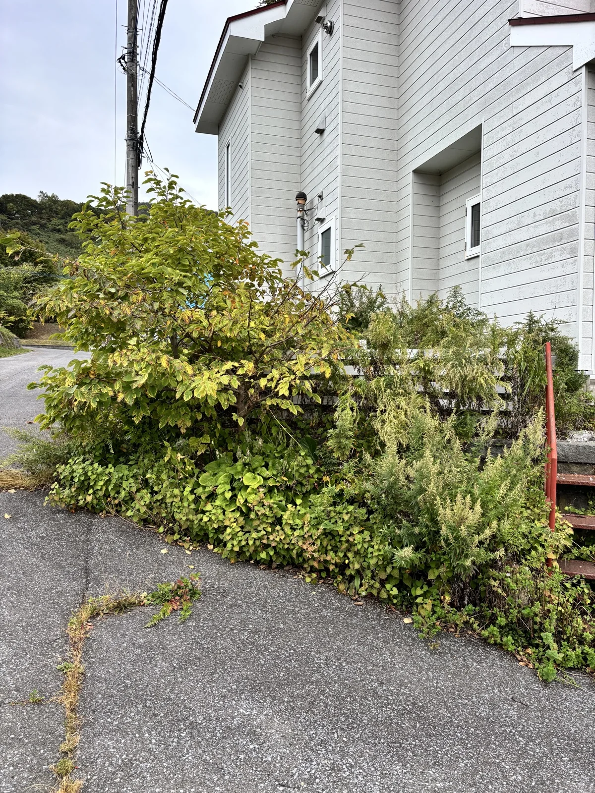 作業前。道路沿いの植栽と雑草が広がっている様子